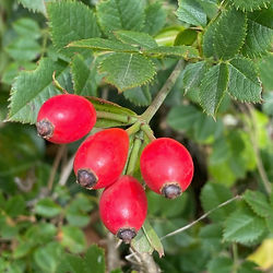 Red rose hips found on a guided foraging walk in Ireland.