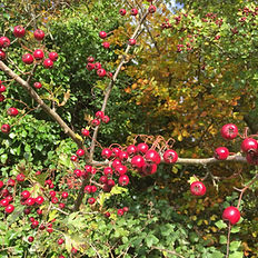 Red hawthorn berries on a foraging walk guided in ireland