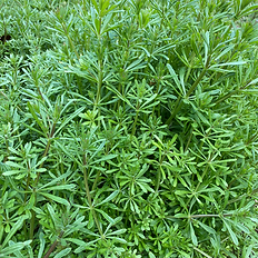 Wild cleavers growing during a guided foraging walk in Ireland