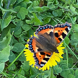 Small tortoiseshell butterfly on a flower during a foraging walk.