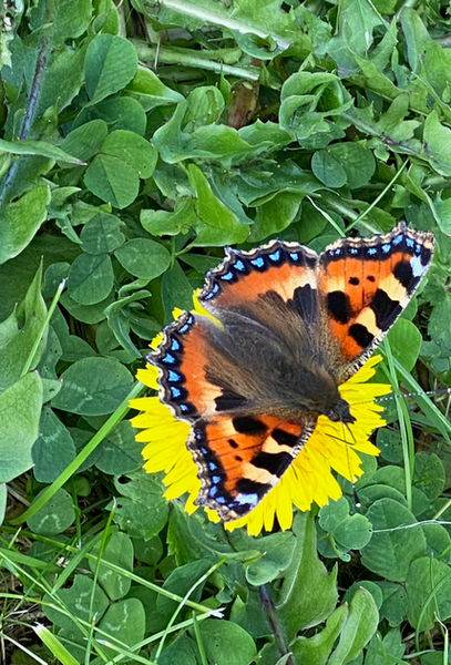 Butterfly on Dandelion
