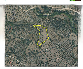 Πωλείται ελαιόκτημα 5,3 στρεμμάτων στην περιοχή "Κουντουρουδιά" Παρακοίλων Δυτικής Λέσβου