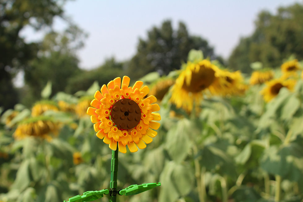 Sunflower.jpg