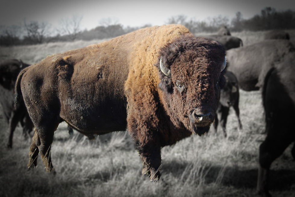 Bison