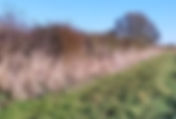 Hedgerow Assessment Workshop
