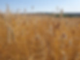 Diversification and Holistic Management