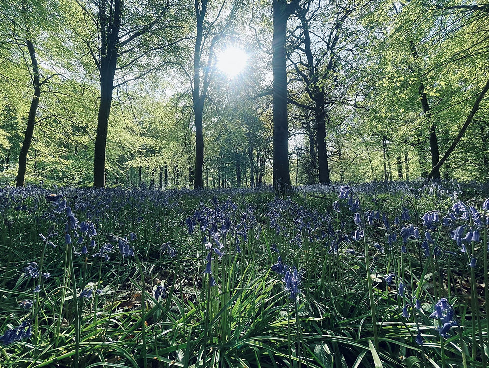 Free Broadleaf Whips