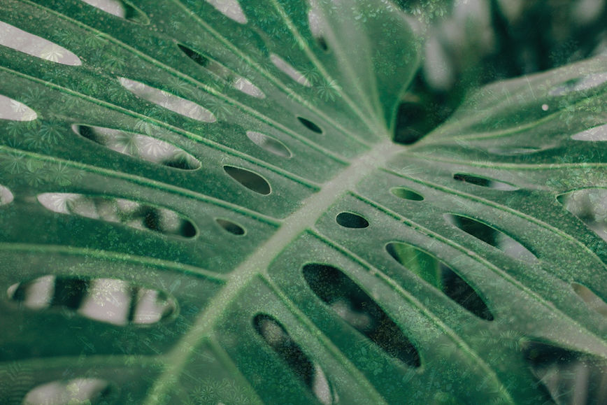 Tropical Palm Leaf_edited_edited.jpg