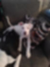 Dog in chair.jpg