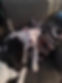 Dog in chair.jpg