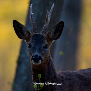 Animaux sauvages