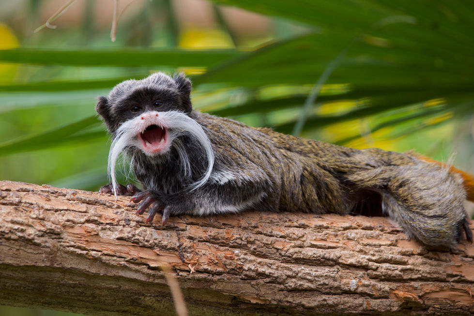 Parc animalier des pyrénéen 