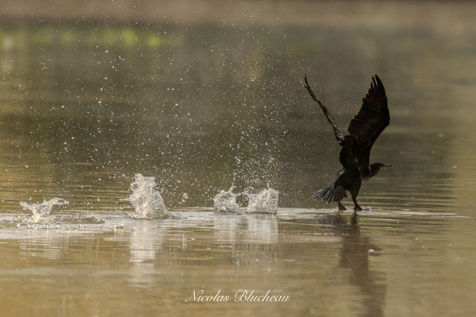 Cormoran