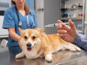 Vacunas Perros y Gatos