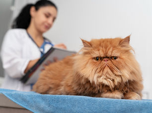 Enfermedades comunes en gatos mayores: cómo detectarlas a tiempo