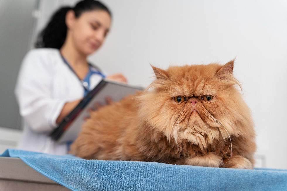 Enfermedades comunes en gatos mayores: cómo detectarlas a tiempo