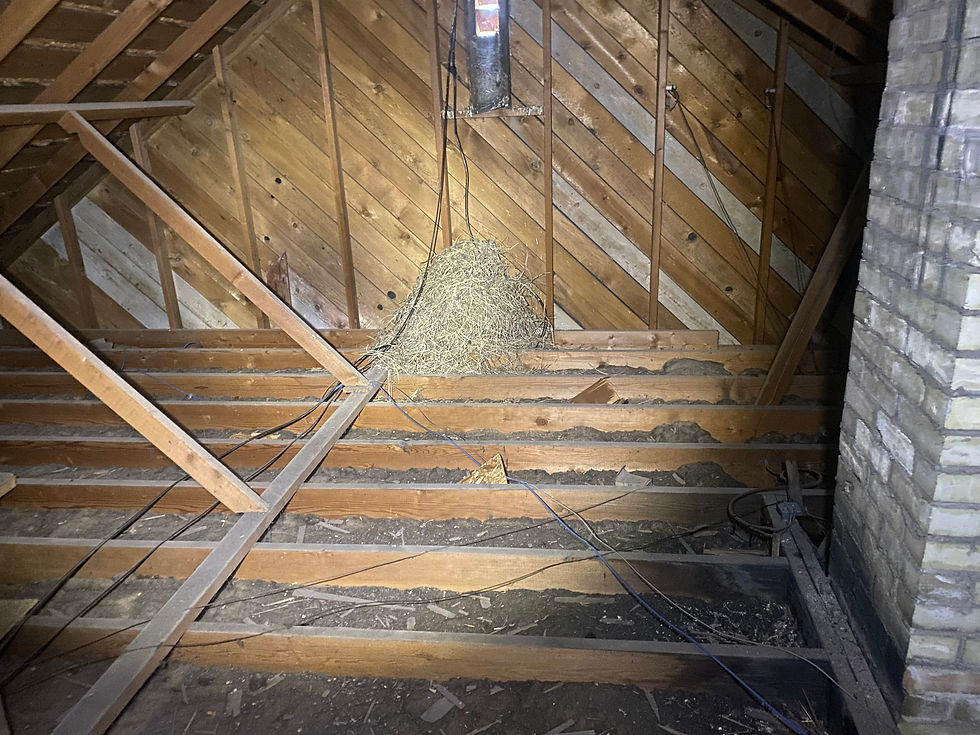 attic inspection