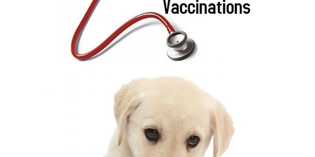 Low Cost Pet Vaccinations June 2020 Marshallgrain