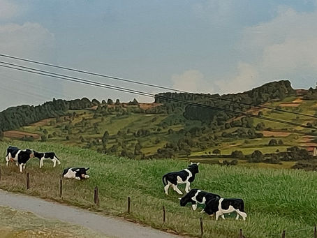 Des vaches à l'herbage
