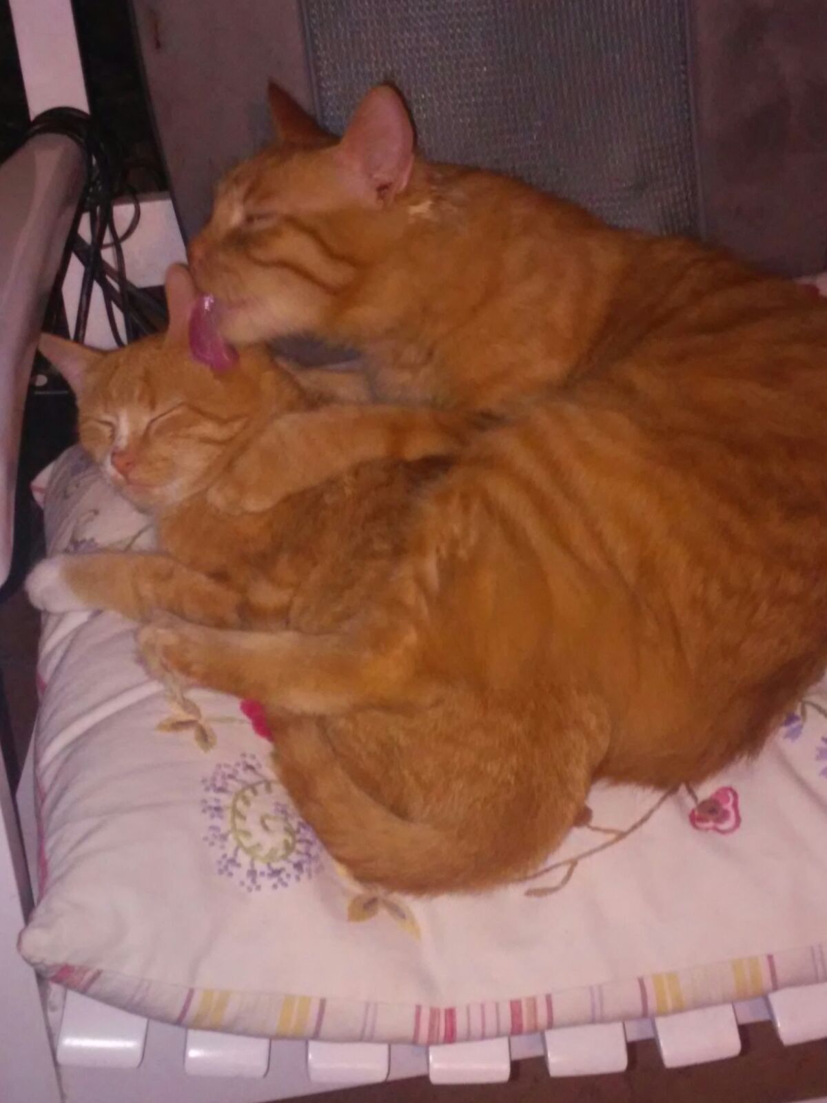 Billi