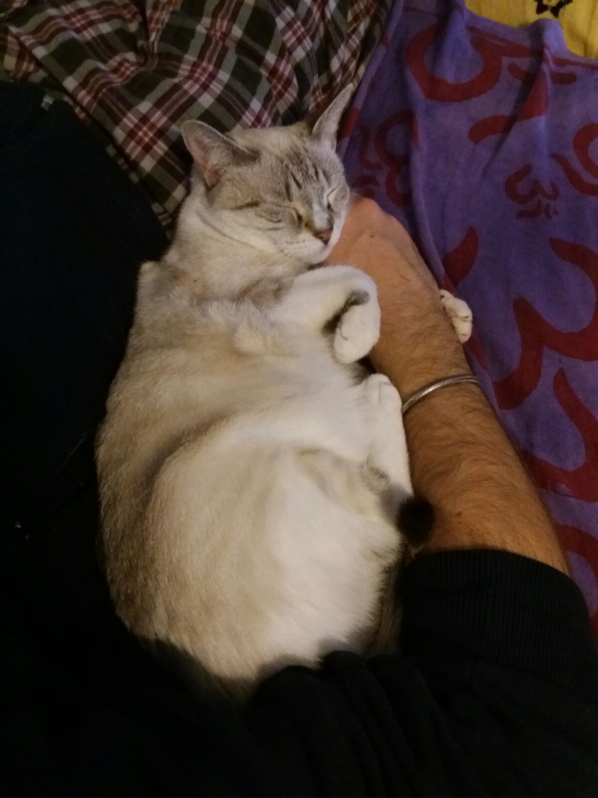 Zipy