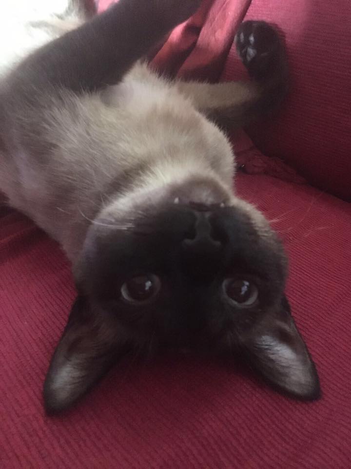 Lucinda