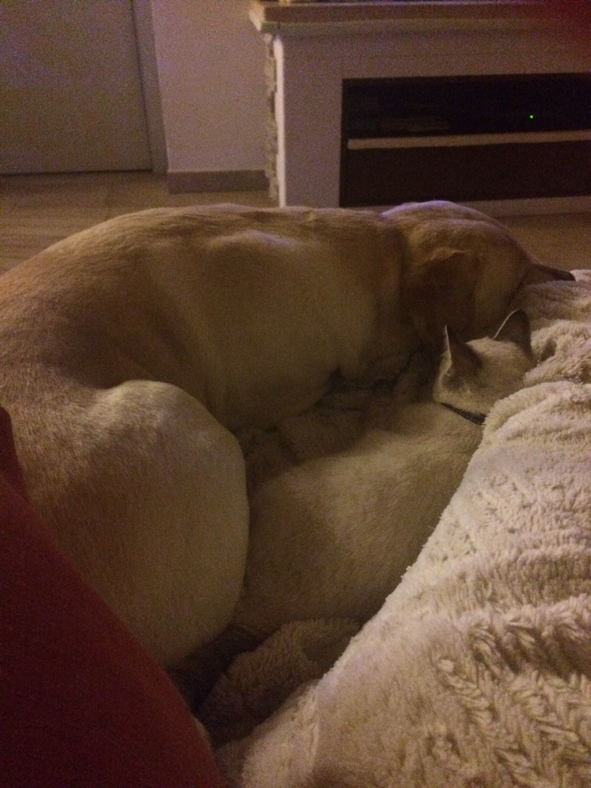 Pipa