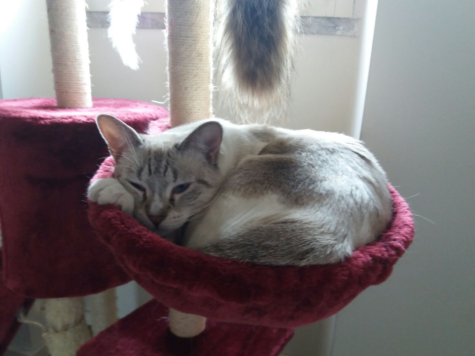Pipa