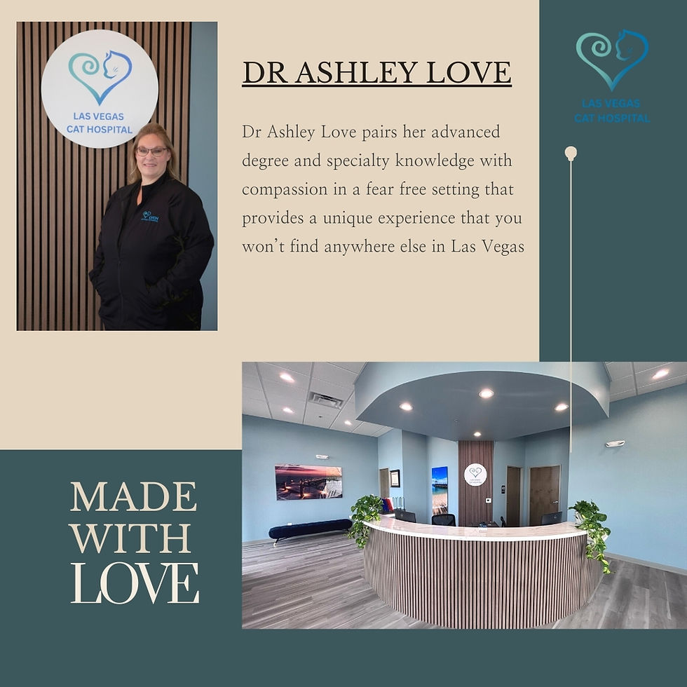 Cat Hospital Near Me? Discover the Feline-Only Care at Las Vegas Cat Hospital