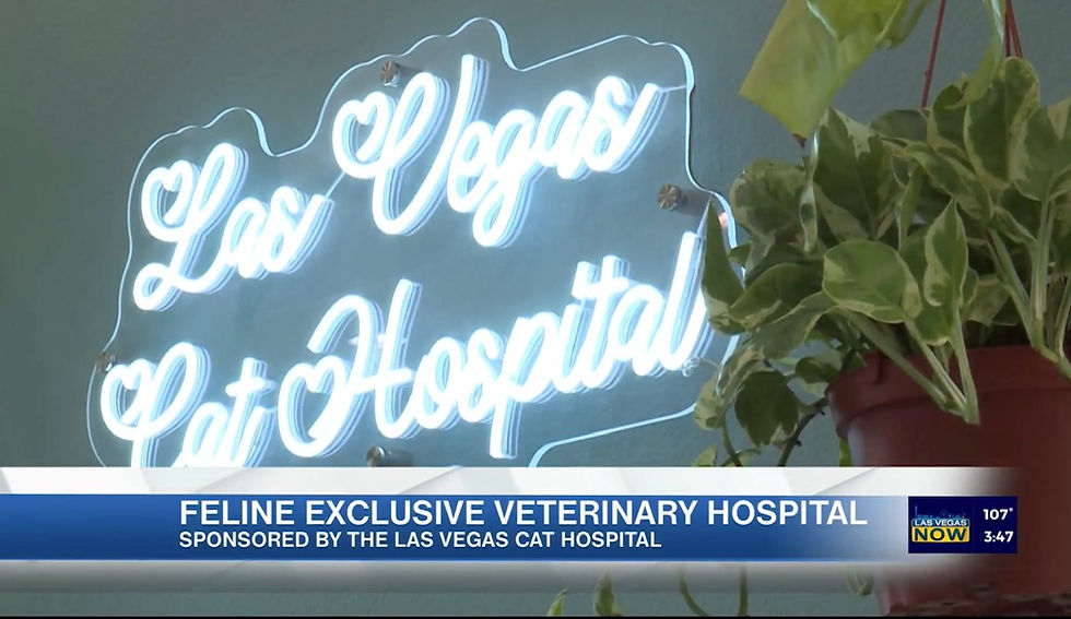 Neon sign reading Las Vegas Cat Hospital amid greenery. Text below: Feline Exclusive Veterinary Hospital, sponsored by Las Vegas Cat Hospital.