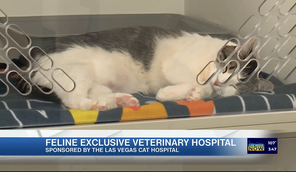 A cat sleeps peacefully in a colorful blanket-lined enclosure. Text reads "Feline Exclusive Veterinary Hospital." sponsorted by Las Vegas Cat Hospital.