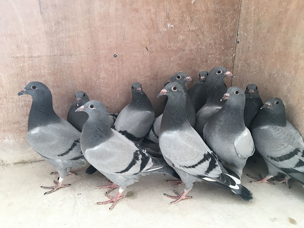 Thumbnail: Without Limits – Young Birds