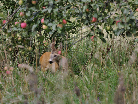 A Brush With the Spirit Of an Abandoned Orchard