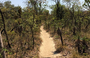 naturetreetrilhaoutdoorserrado.jpg
