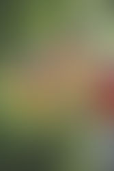 From Doom Scrolling to Dirt Digging: How I Took My Day (and My Life) Back