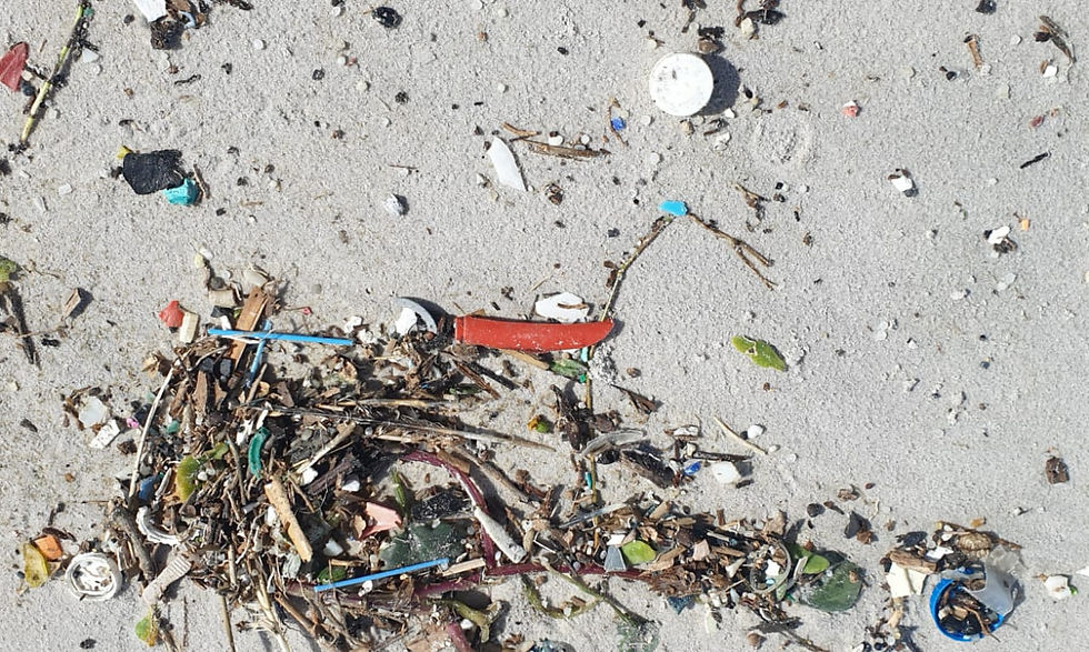 Beach Cleanup