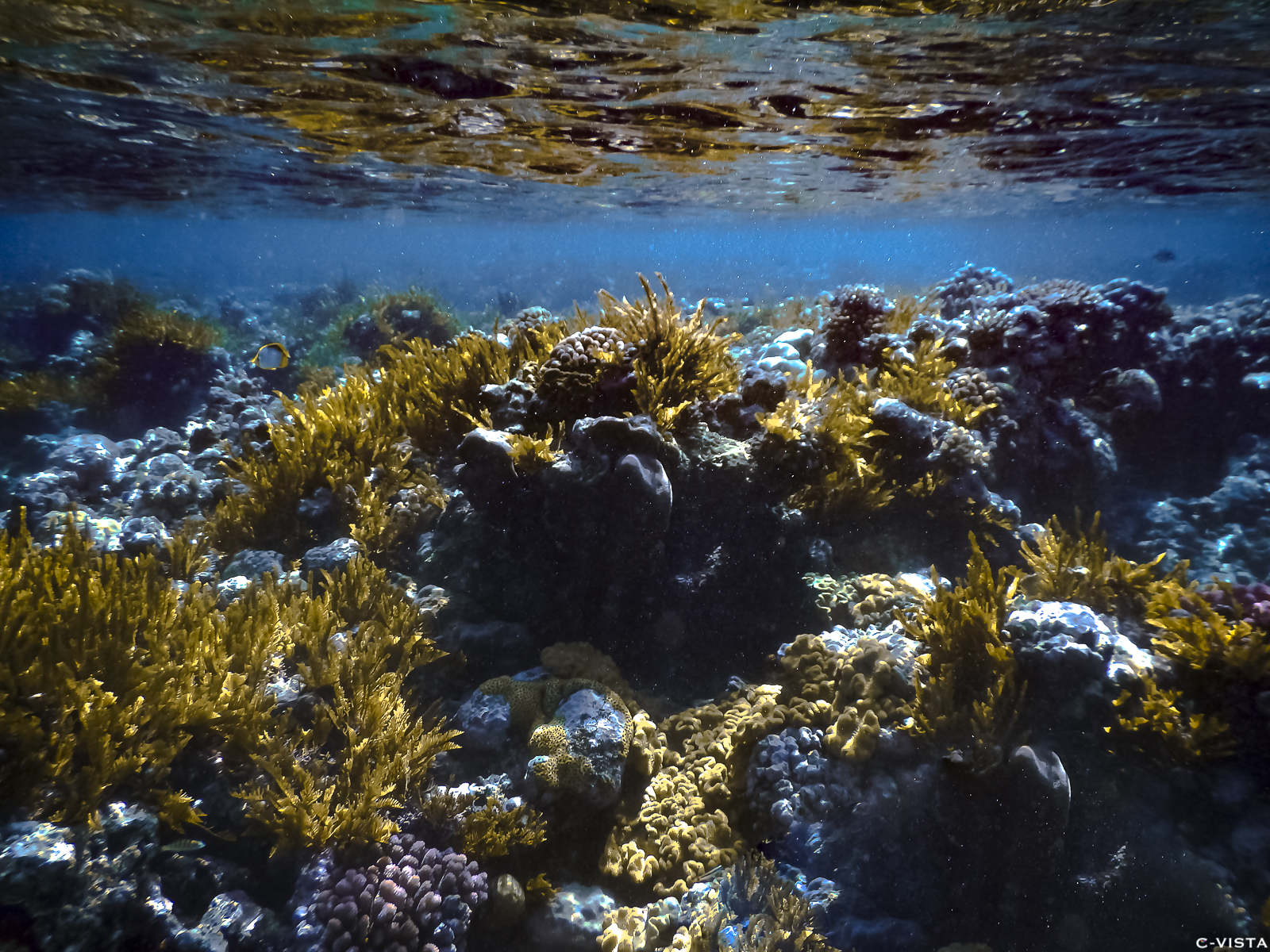 Coral kingdom.jpg