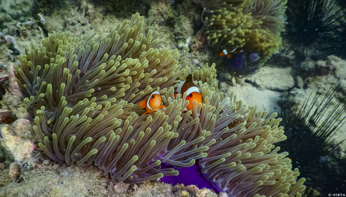Marlin n Nemo.jpg