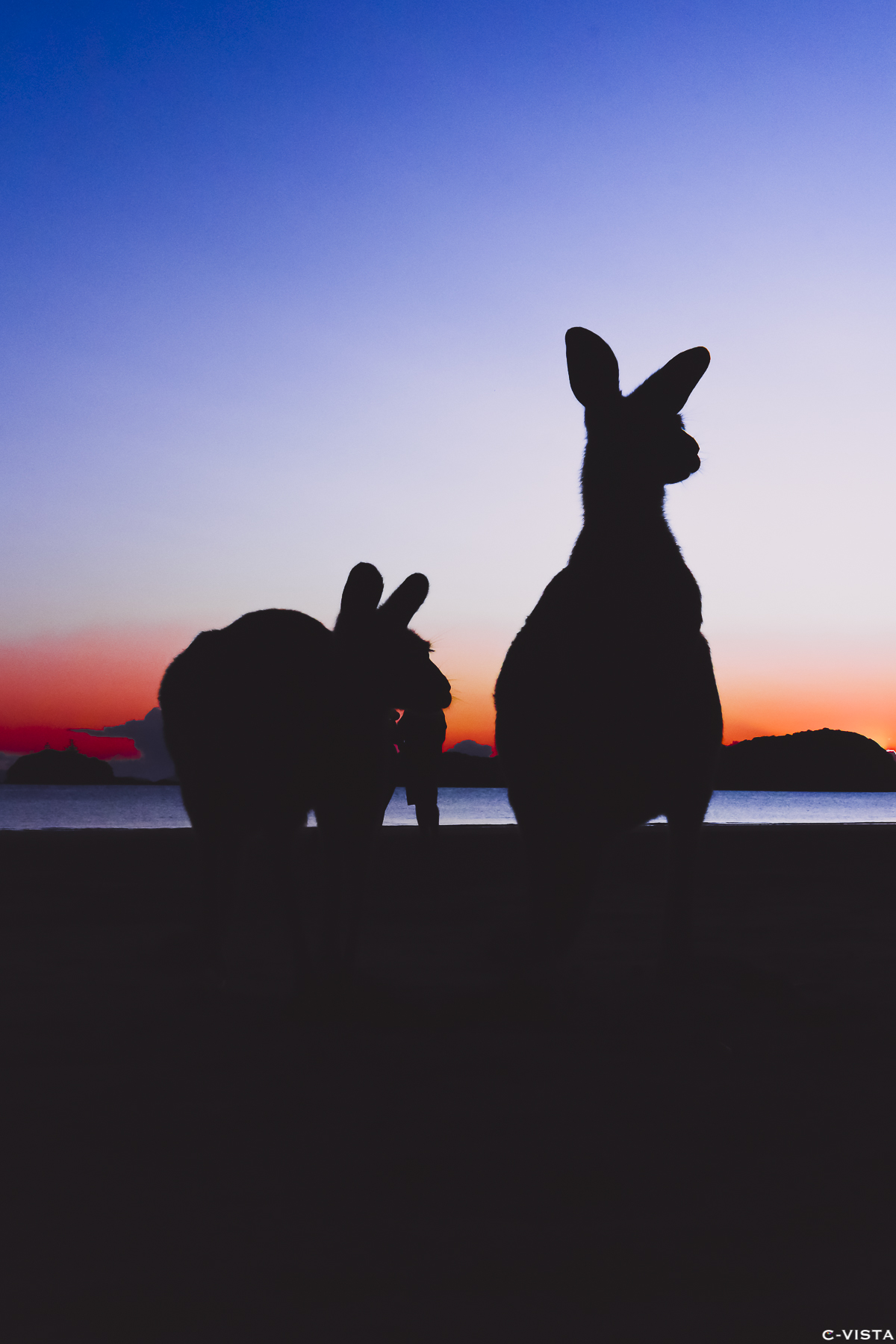 Blue kangaroo.jpg