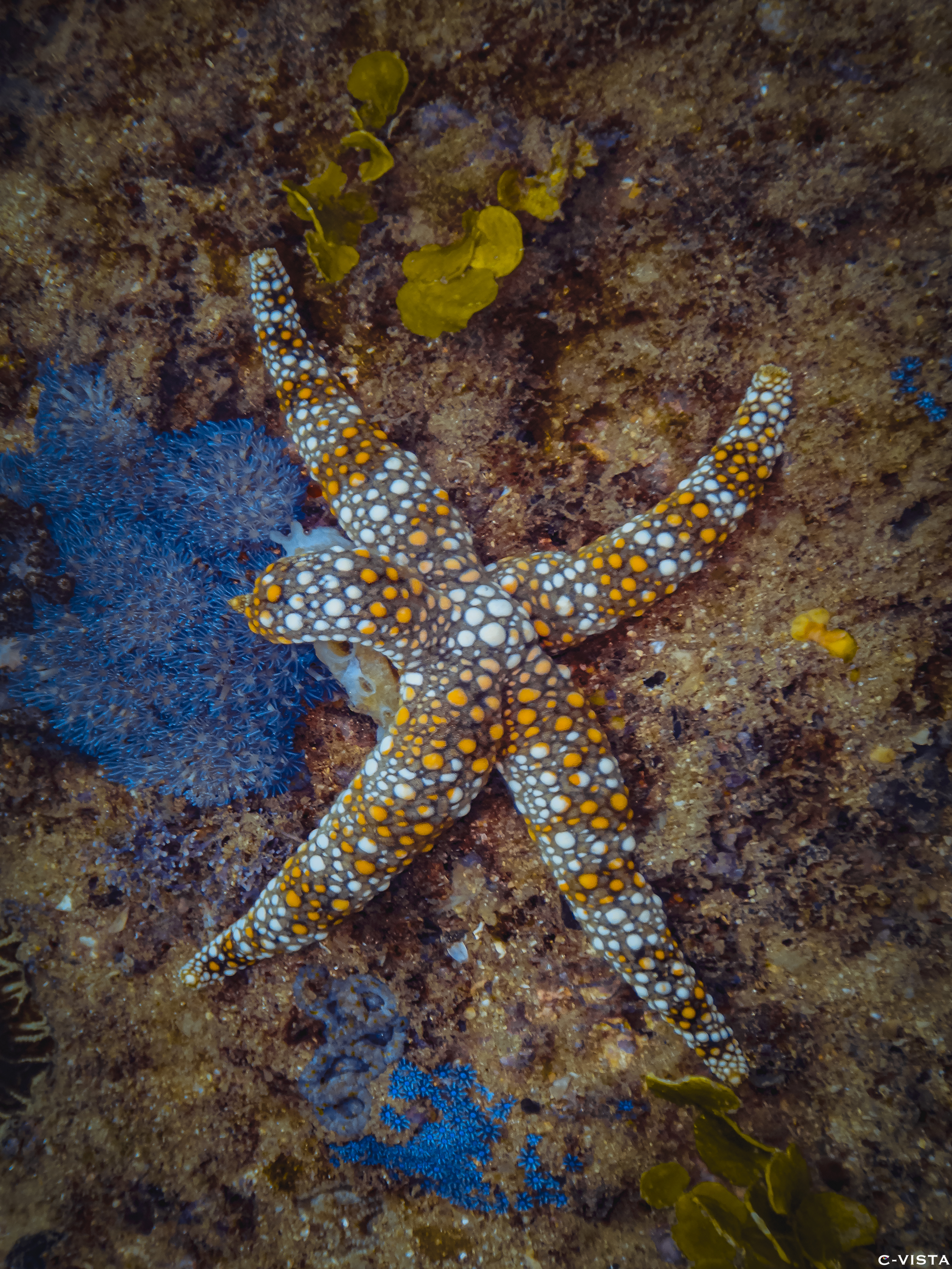 Orange and white Starfish