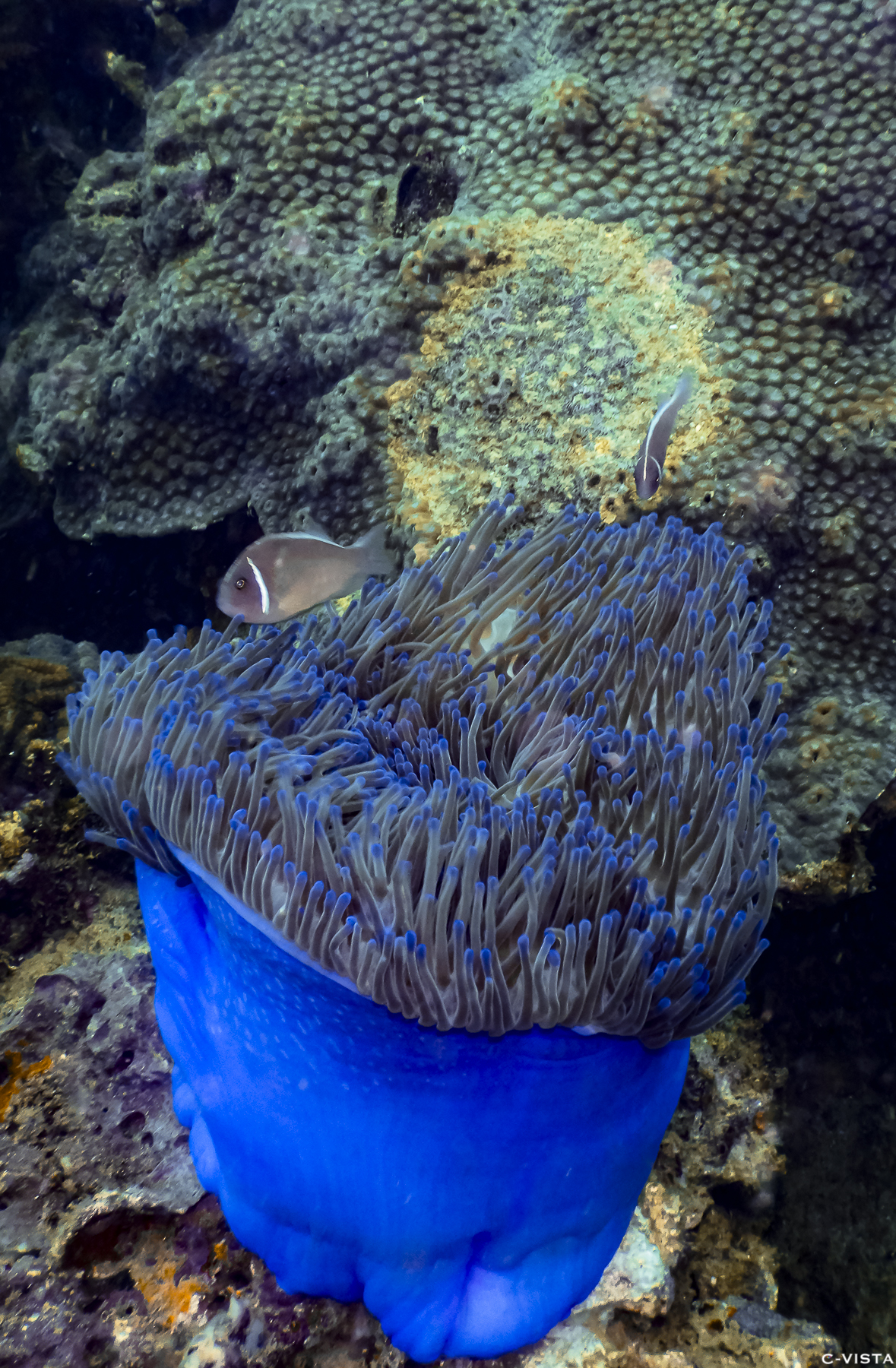 Blue Anemone.jpg