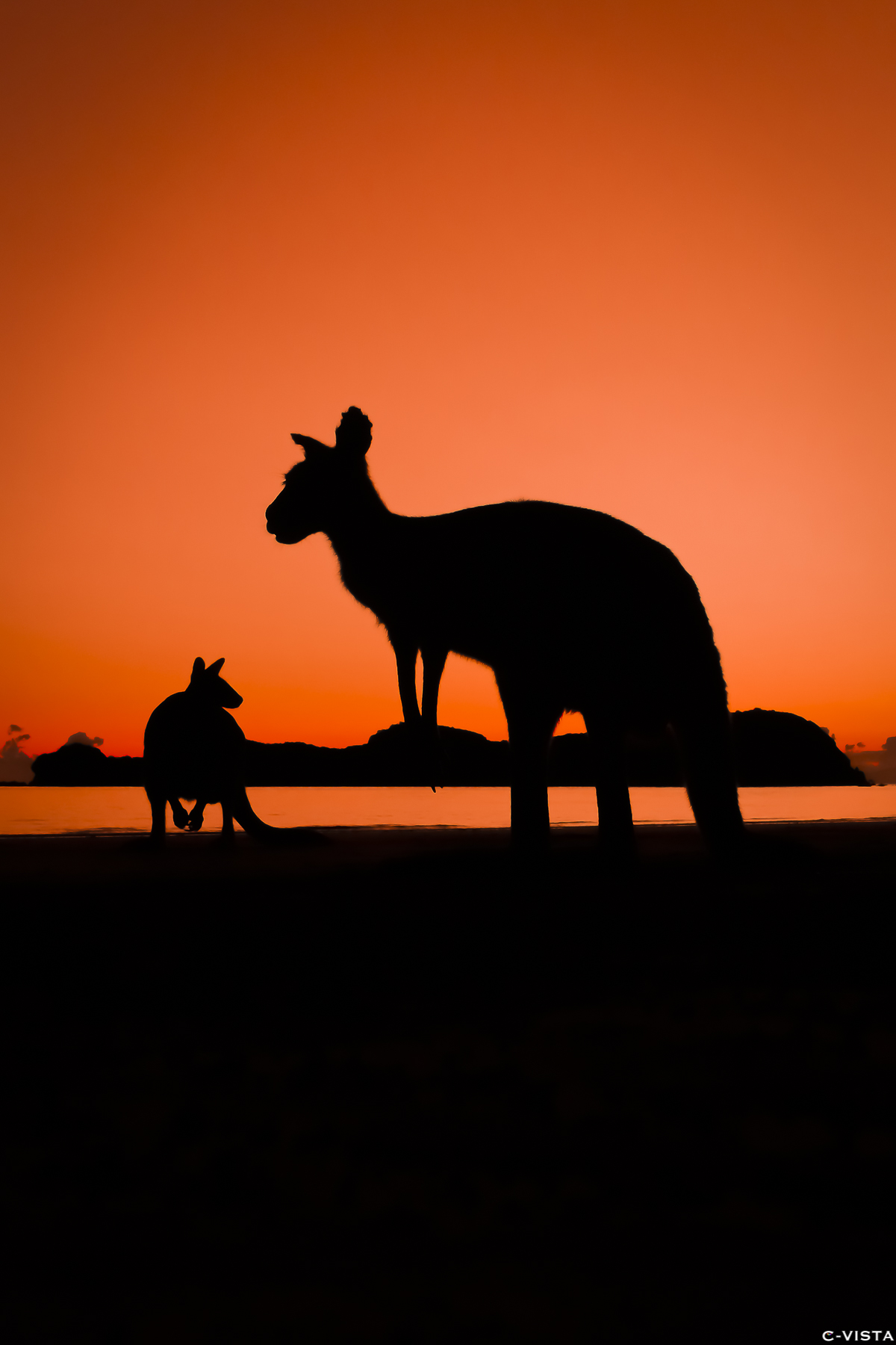 Red Kangaroo.jpg