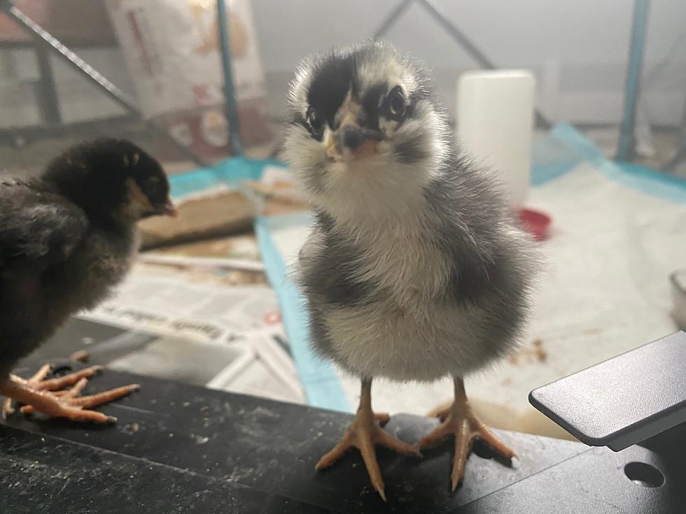 New Chicks, New Challenges