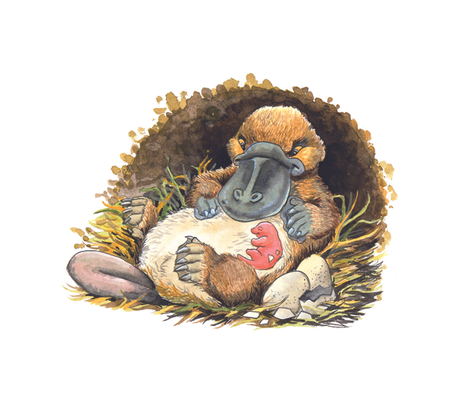 playtpus Schnabeltier Australien Sachbuch