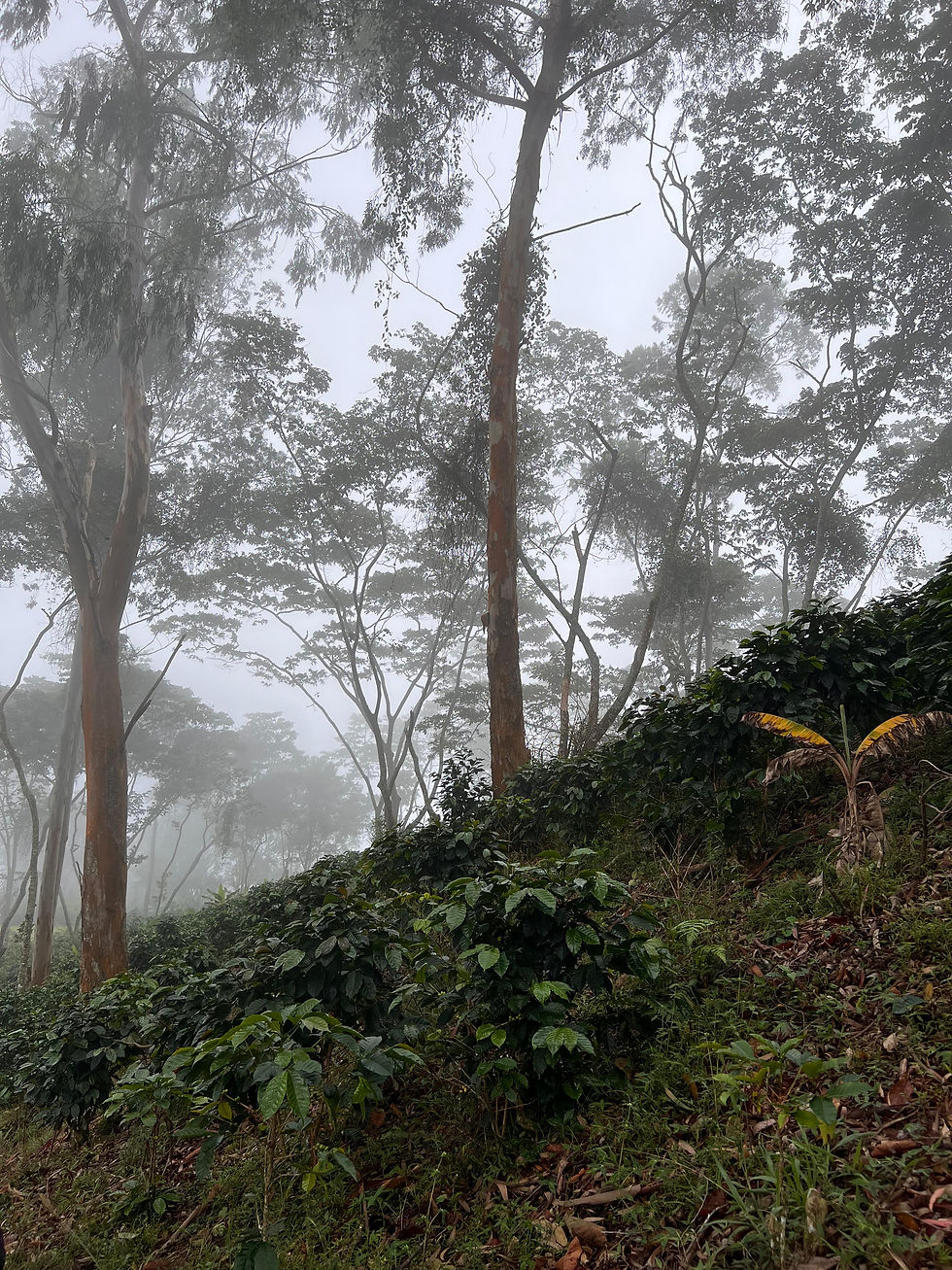Thumbnail: Colombia Madre Tierra