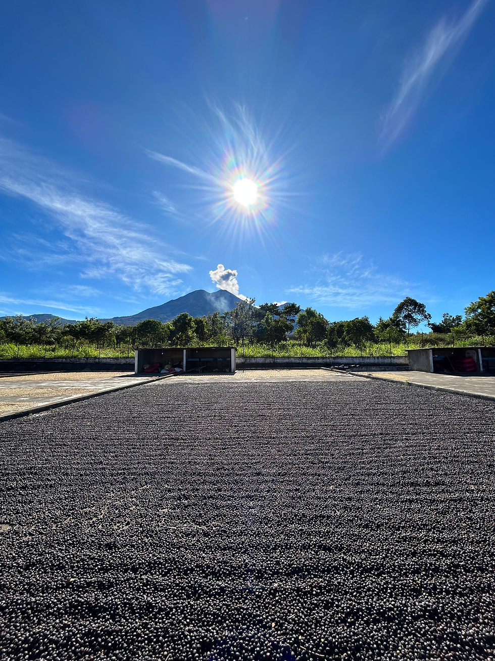 Thumbnail: Precision Ground Guatemalan Coffee for Espresso and Filter - Stay High