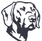 Champion Labrador Retrievers
