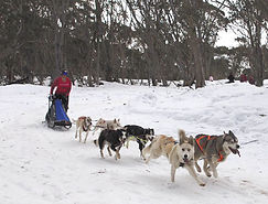 6 dog dp_edited.jpg