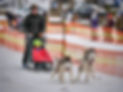 mini musher3.jpg