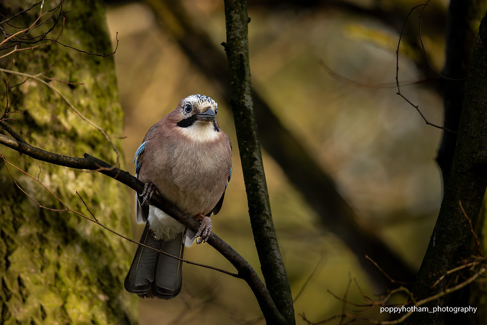 Jay with watermark(L-edit).jpg